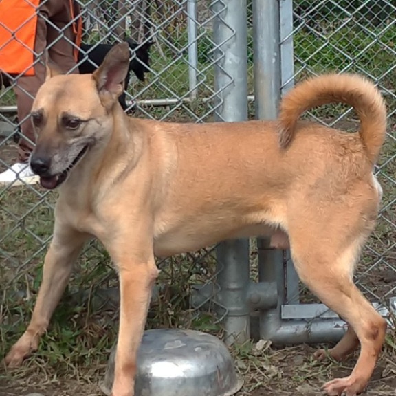 Tan adult male mixed-breed dog, Medium, shelter no. …2410. Closer on the face.