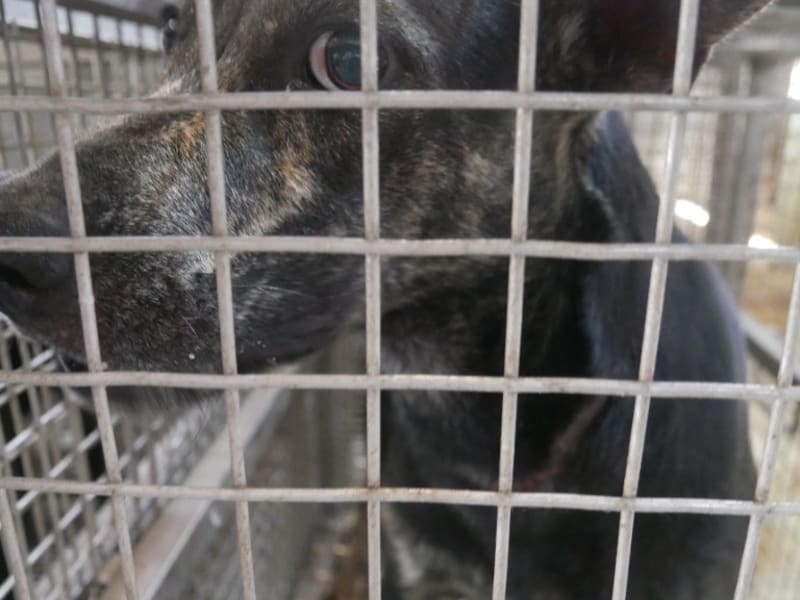 ミックス犬(メス・成犬・黒)、中型, 施設番号 …8-02. 顔のアップです。