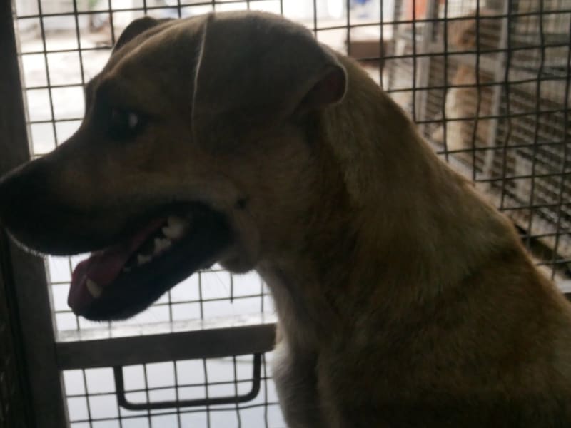 Tan adult female mixed-breed dog, Medium, shelter no. …9-06. Closer on the face.