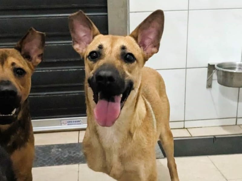 ミックス犬(メス・成犬・茶)、中型, 施設番号 …9002. 顔のアップです。