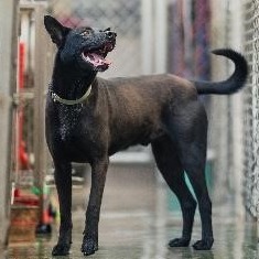ミックス犬(オス・成犬・黒)、中型, 施設番号 …1008. 顔のアップです。
