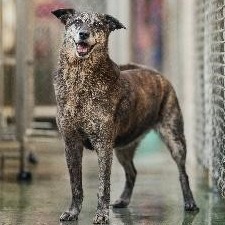 Black-and-tan adult female mixed-breed dog, Medium, shelter no. …4005. Closer on the face.