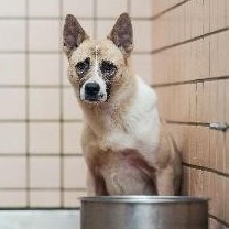 Tan-and-white adult male mixed-breed dog, Medium, shelter no. …0003