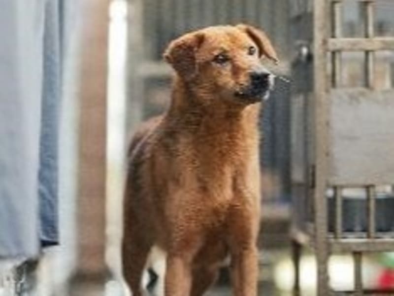 Perro mestizo macho adulto (canela), Mediano, refugio n.º …7001. Más cerca de la cara.