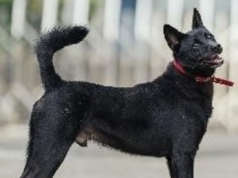 ミックス犬(オス・成犬・黒)、中型, 施設番号 …2001. 顔のアップです。