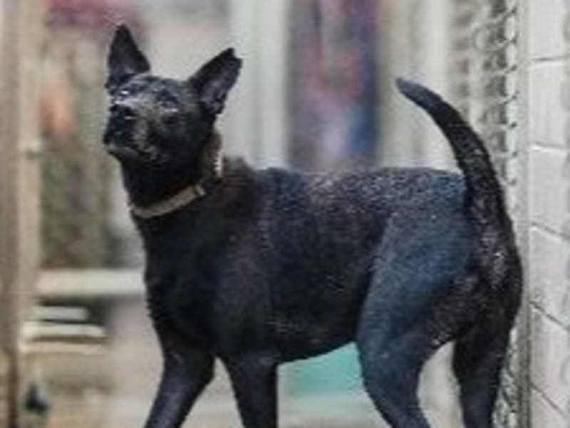 Perro mestizo macho adulto (negro), Mediano, refugio n.º …8001. Más cerca de la cara.