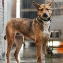 Brown adult male mixed-breed dog, Medium, shelter no. …5002