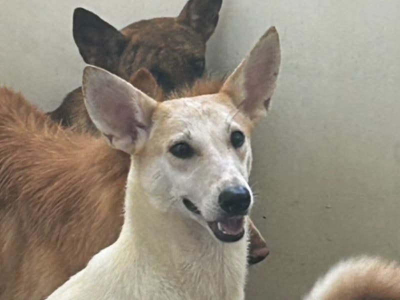 Perro mestizo macho joven (canela y blanco), Mediano, refugio n.º …4007. Todo el animal.