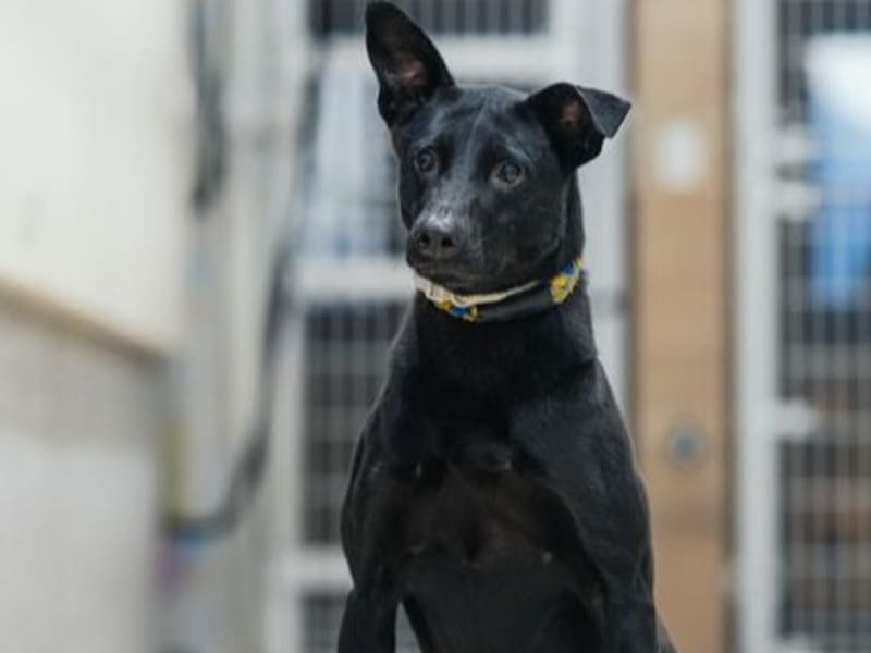 Perro mestizo macho adulto (negro), Mediano, refugio n.º …1001. Todo el animal.