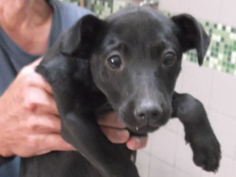 Black young female mixed-breed dog, Small, shelter no. …2109. Closer on the face.