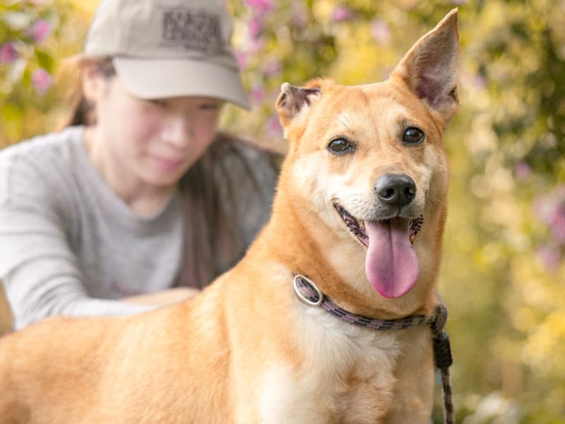 Perra mestiza hembra adulta (canela), Mediano, refugio n.º …1001. Más cerca de la cara.