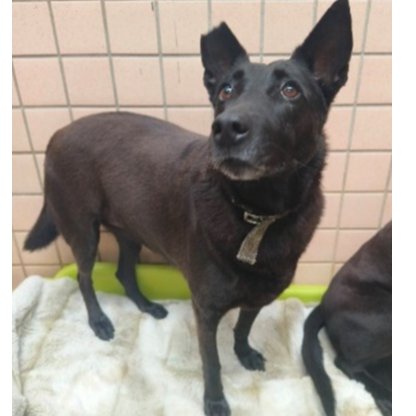Black adult female mixed-breed dog, Medium, shelter no. …6003