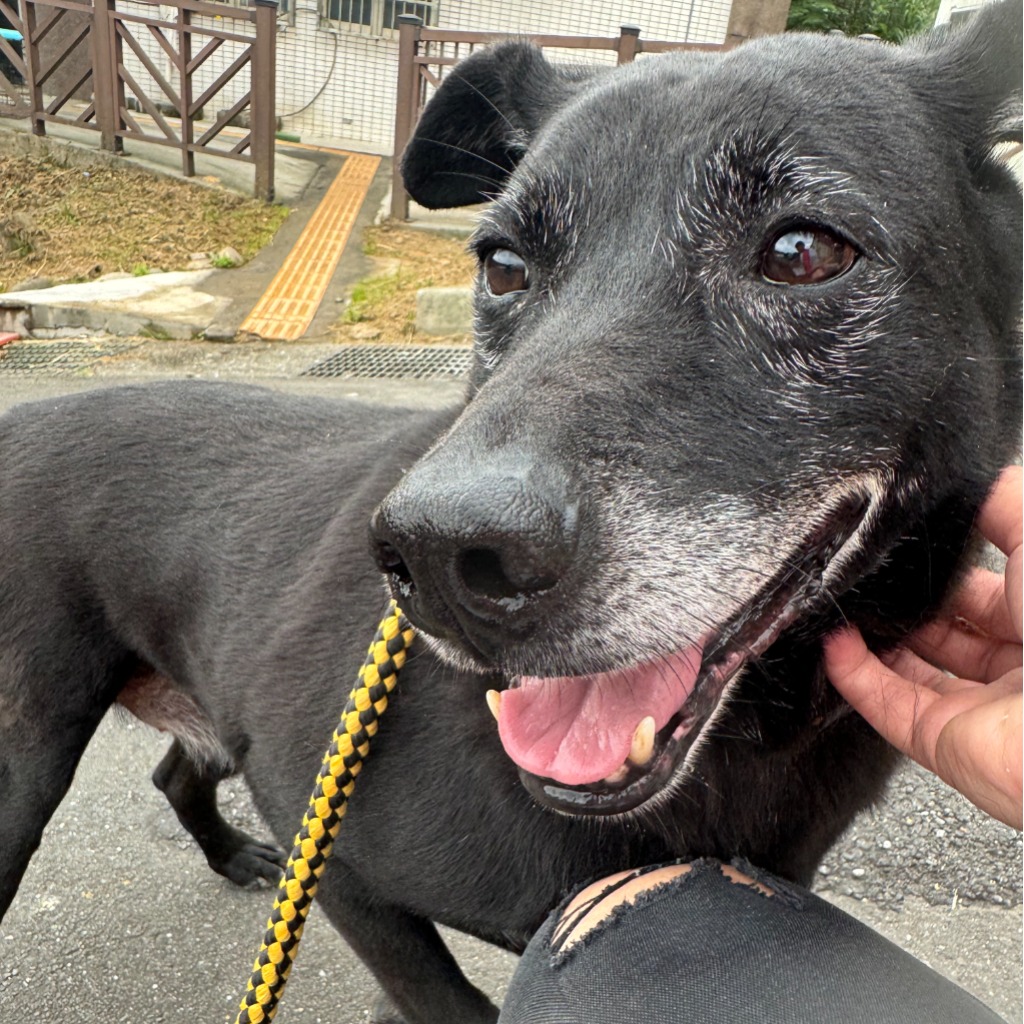 Black adult male mixed-breed dog, Medium, shelter no. …2001. Closer on the face.