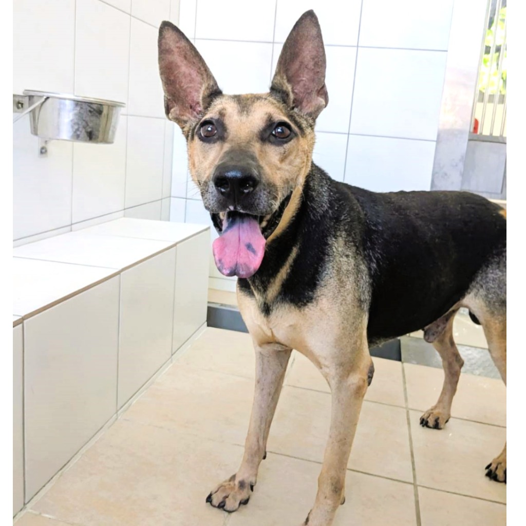 Perro mestizo macho adulto (negro y canela), Mediano, refugio n.º …2028. Más cerca de la cara.