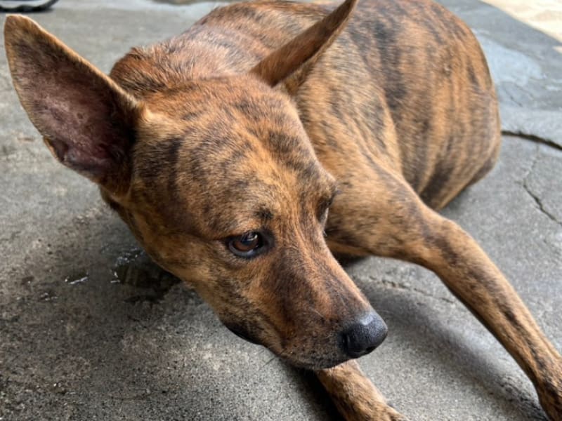 ミックス犬(オス・成犬・黒と茶)、大型, 施設番号 …047D. 顔のアップです。