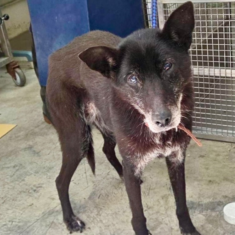 ミックス犬(メス・成犬・黒)、中型, 施設番号 …1402. 顔のアップです。