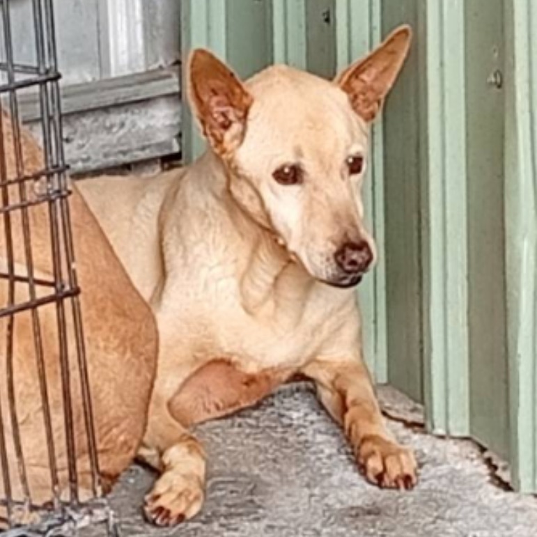 ミックス犬（メス・成犬・茶）、大型, 施設番号 …070D. 顔のアップです。