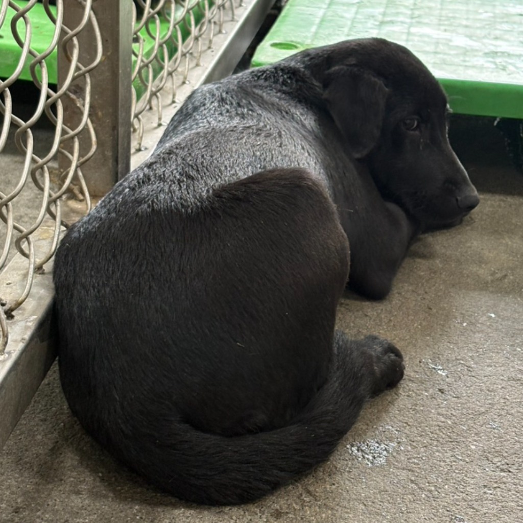 黑色成年母混种犬，中型, 收容编号 …7002. 脸部特写。