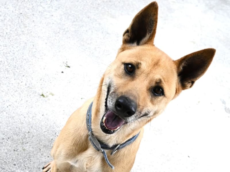 ミックス犬(オス・成犬・茶)、中型, 施設番号 …8003. 顔のアップです。
