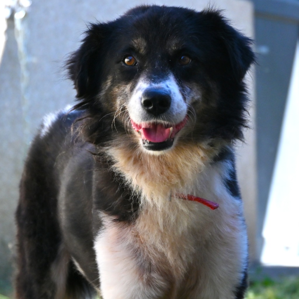 Perro mestizo macho adulto (tricolor), Mediano, refugio n.º …0008. Más cerca de la cara.