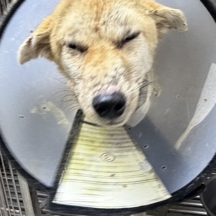 Chienne croisée femelle adulte (fauve), Moyen, refuge n° …13F3. Plus près du visage.