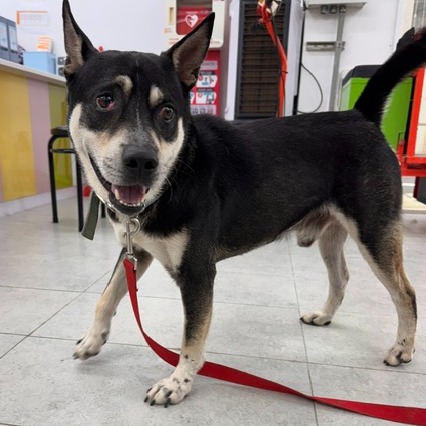 Perro mestizo macho adulto (negro y blanco), Mediano, refugio n.º …8002. Más cerca de la cara.