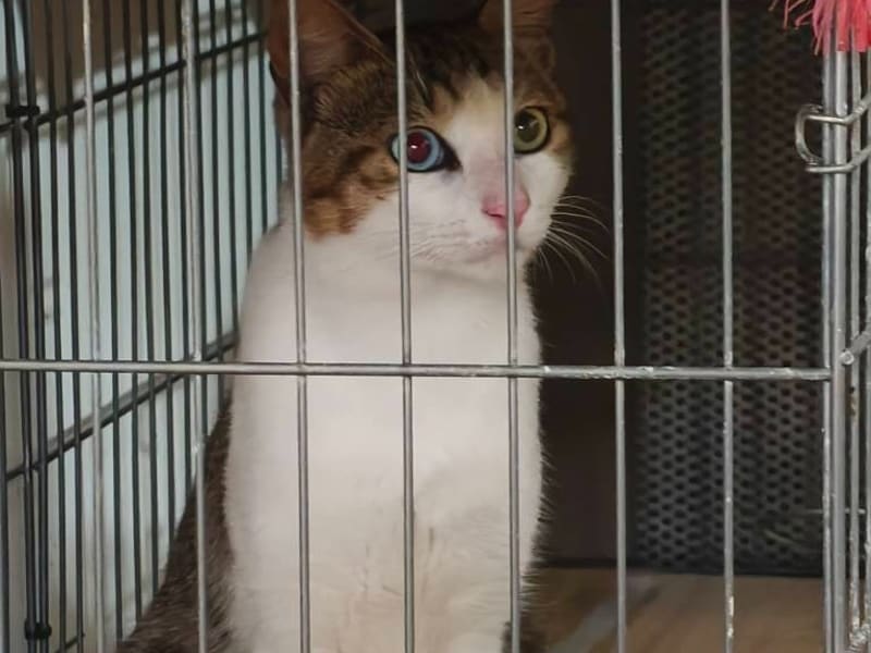 ミックス猫(オス・若い)、中型, 施設番号 …1001