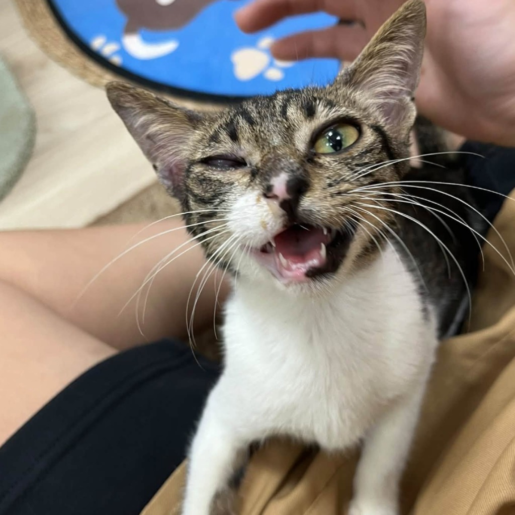 Gato mestizo macho adulto (atigrado y blanco), Mediano, refugio n.º …9-01. Más cerca de la cara.