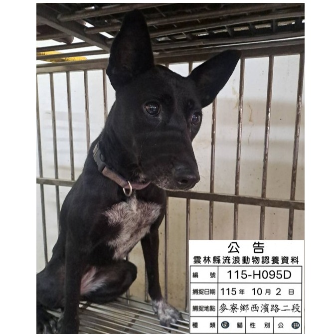 Black young female mixed-breed dog, Medium, shelter no. …095D