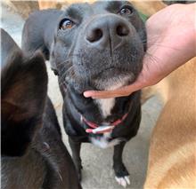 Black adult female mixed-breed dog, Medium, shelter no. …4052