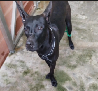 ミックス犬(オス・成犬・黒)、中型, 施設番号 …6002. 顔のアップです。