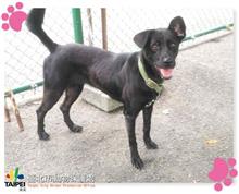 ミックス犬(メス・成犬・黒)、中型, 施設番号 …2403