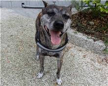 Tabby adult male Formosan Mountain Dog, Medium, shelter no. …2206