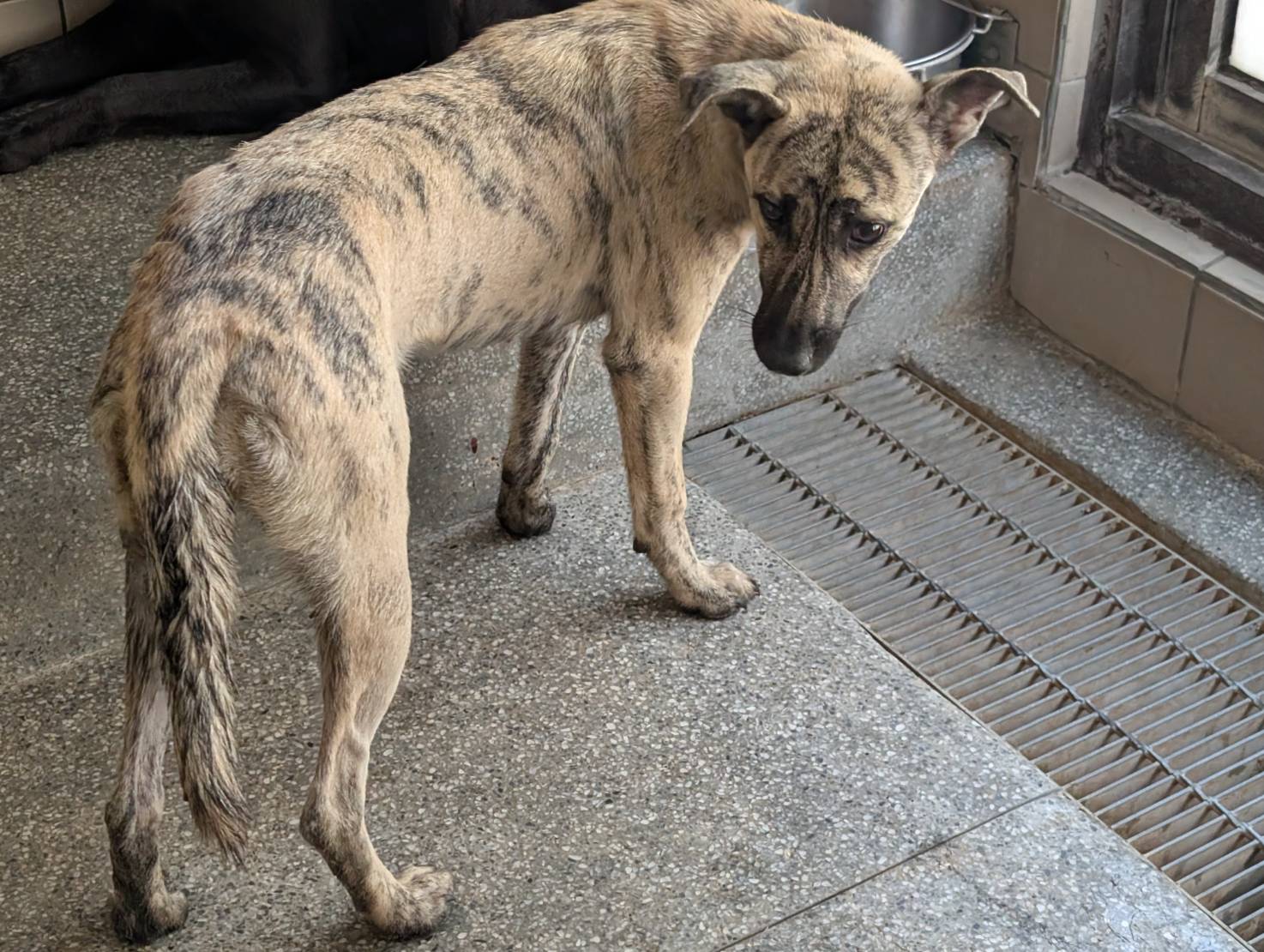 ミックス犬（メス・成犬・トラ）、大型, 施設番号 …2105