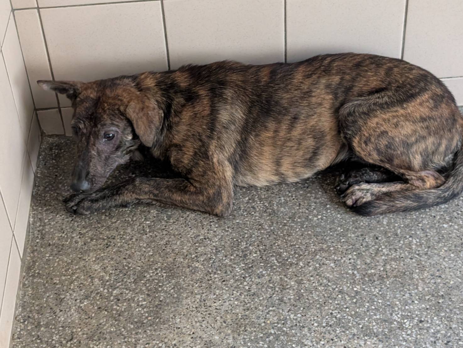 ミックス犬(メス・成犬・トラ)、大型, 施設番号 …0101