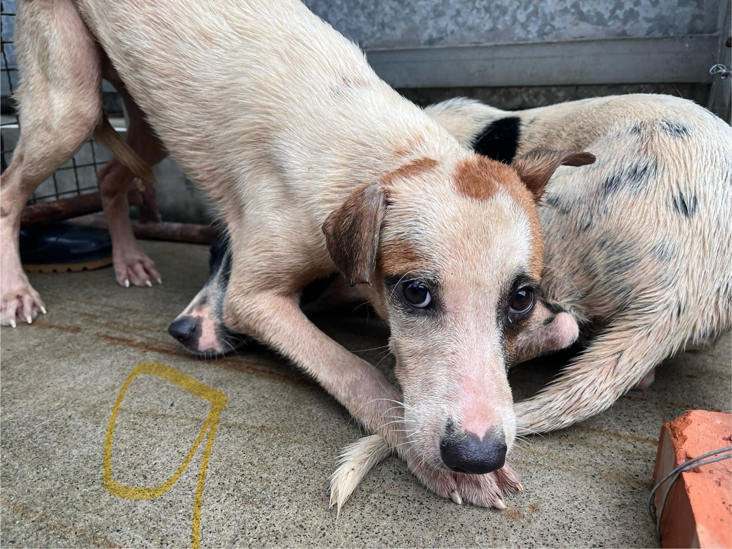 Tan-and-white young female mixed-breed dog, Medium, shelter no. …7007