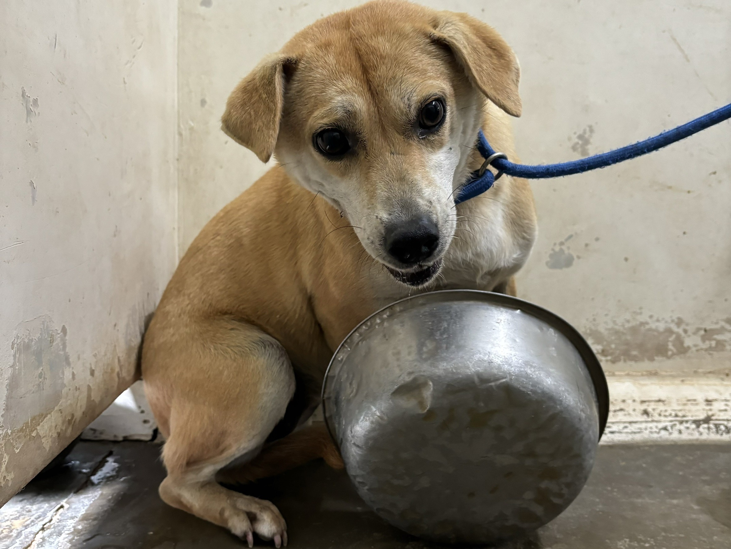 Tan adult female mixed-breed dog, Medium, shelter no. …1903