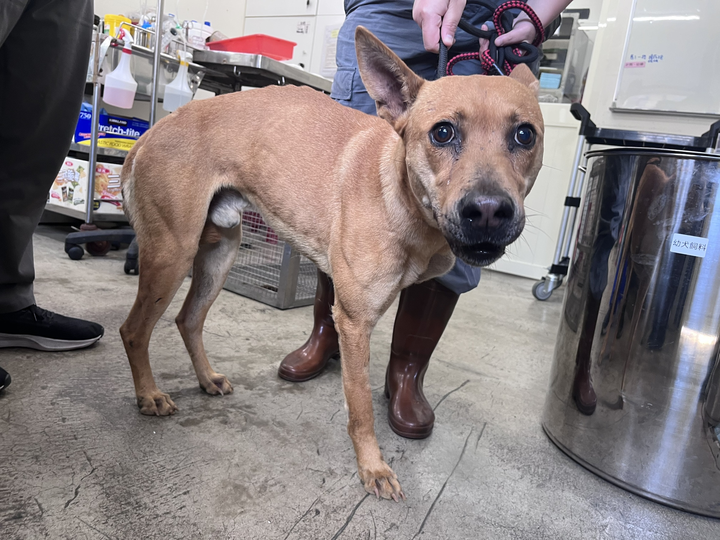 Tan adult male mixed-breed dog, Medium, shelter no. …1802