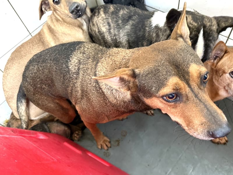 Brown adult male mixed-breed dog, Large, shelter no. …24-2