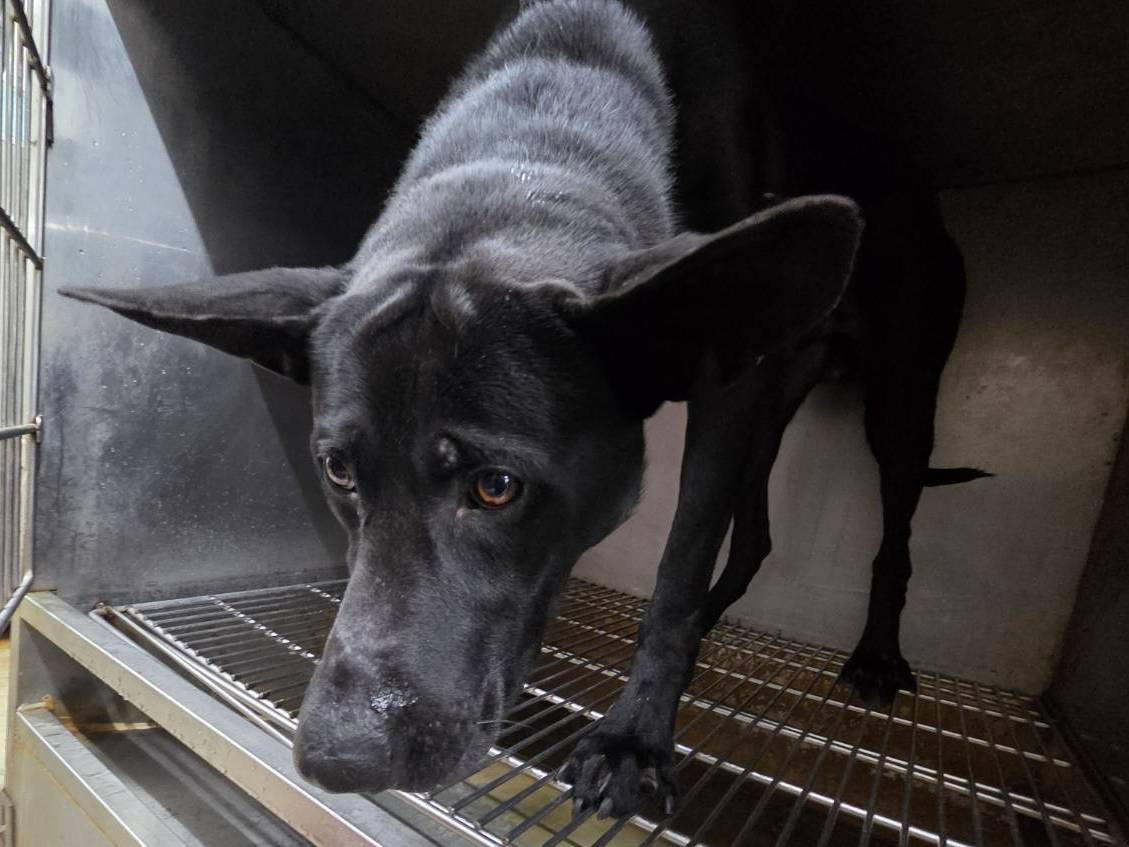 Black adult male mixed-breed dog, Medium, shelter no. …0605