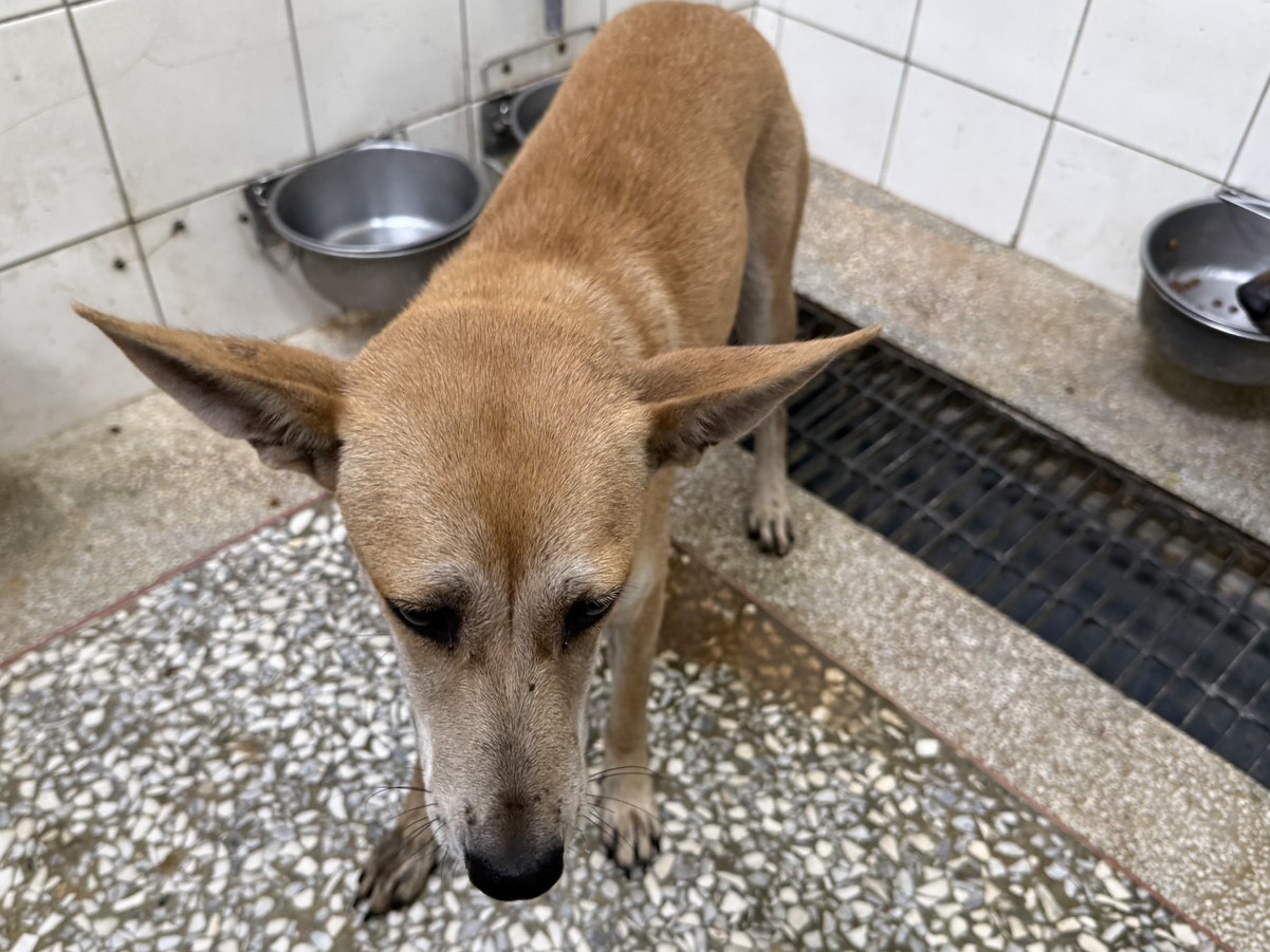 Tan adult female mixed-breed dog, Large, shelter no. …8A25