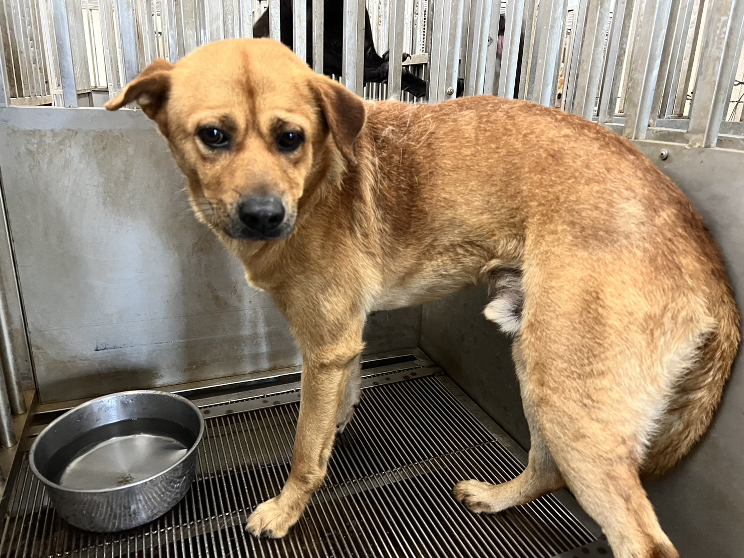 ミックス犬(オス・成犬・茶)、中型, 施設番号 …4001