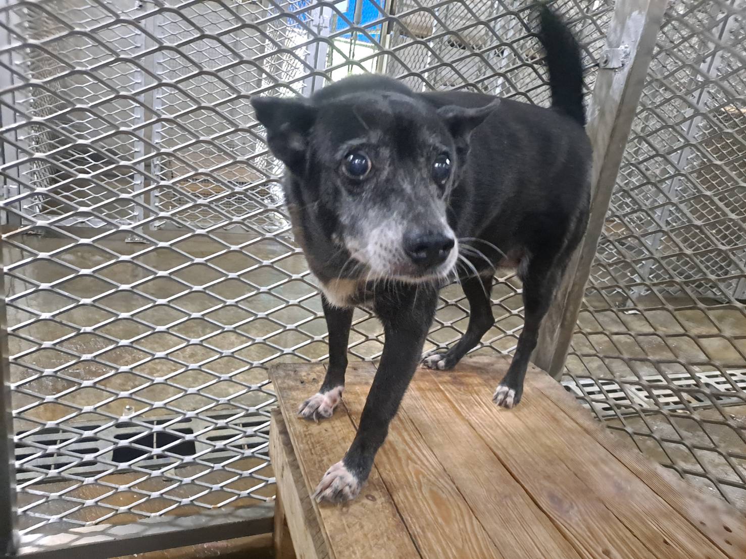 Black adult female mixed-breed dog, Medium, shelter no. …0010
