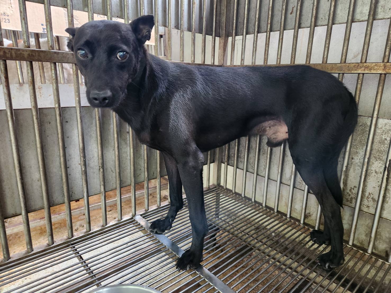 Black adult male mixed-breed dog, Medium, shelter no. …5001