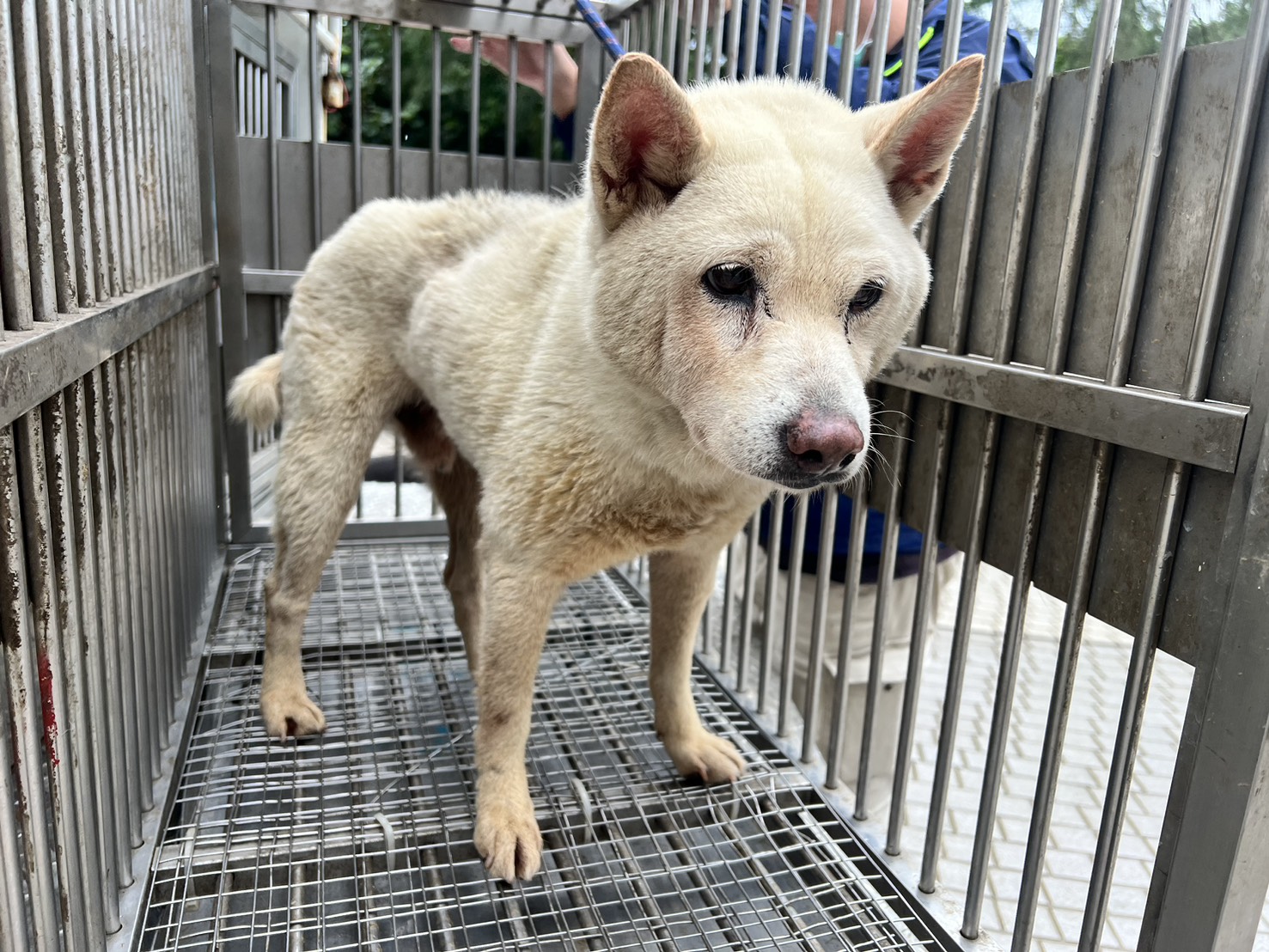 Shiba Inu mâle adulte (blanc), Moyen, refuge n° …8002