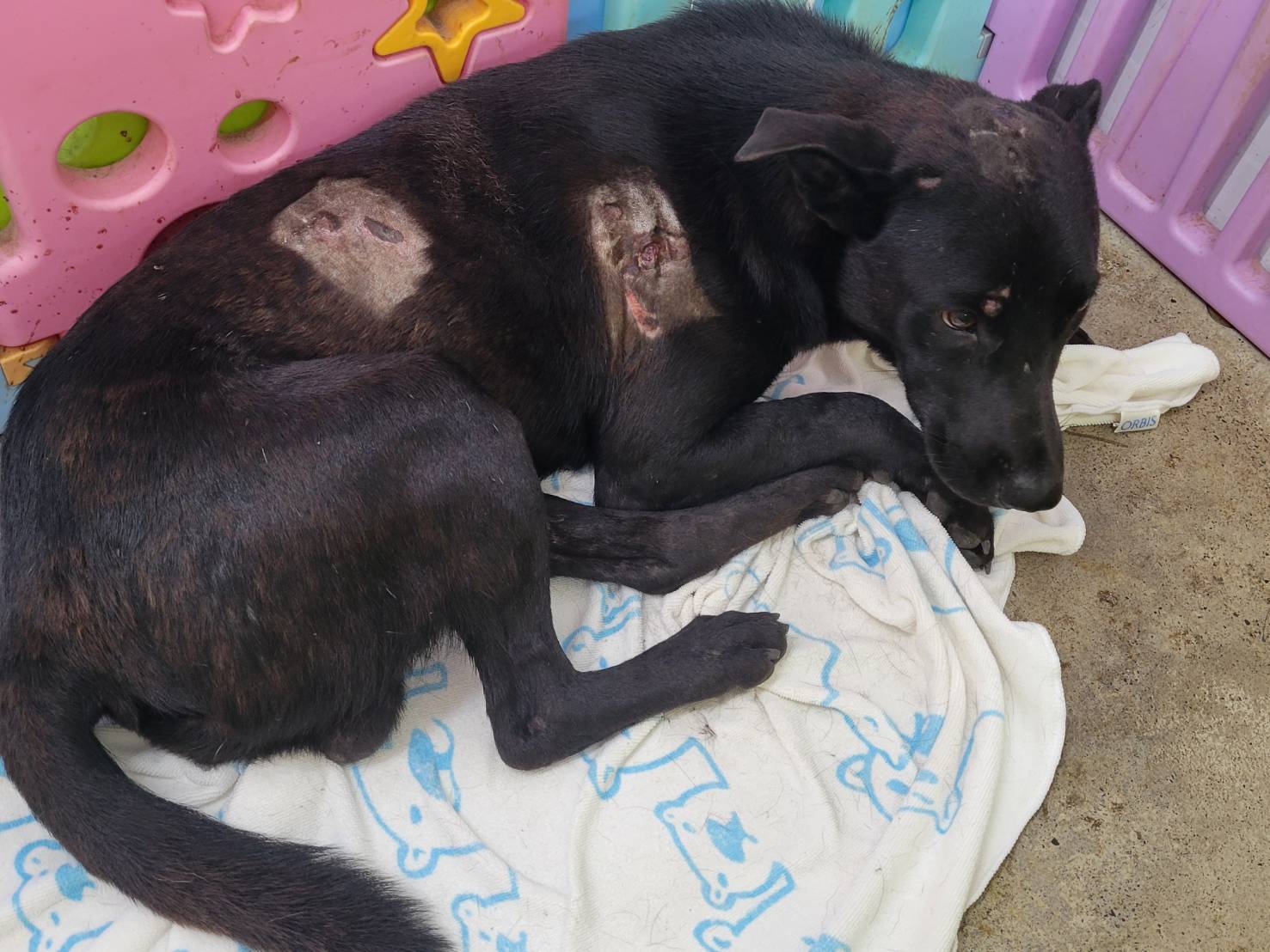 Black adult male mixed-breed dog, Medium, shelter no. …0604