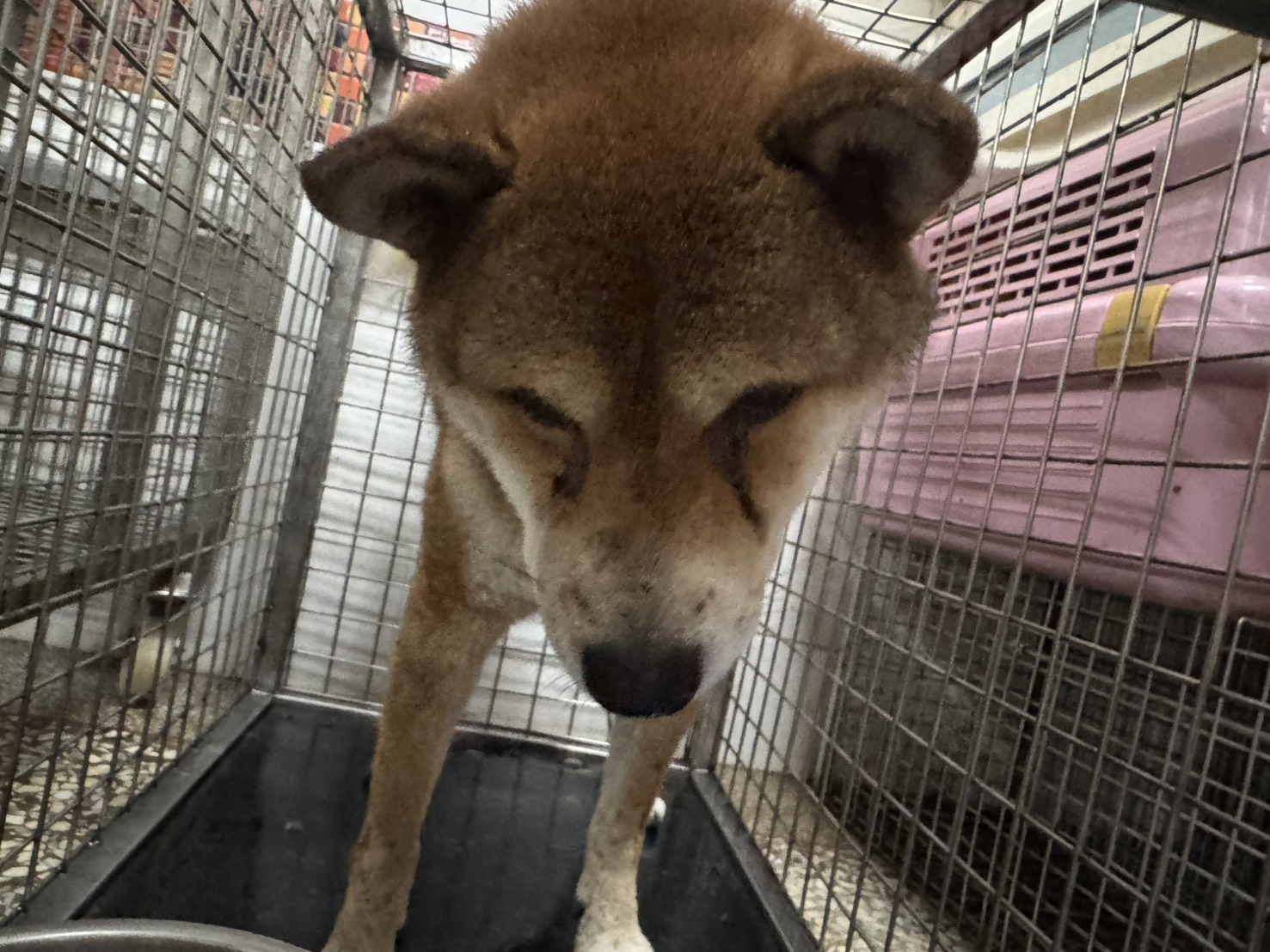 شيبا اينو (ذكر، بالغ، عسلي)، متوسط, رقم الملجأ …23W8