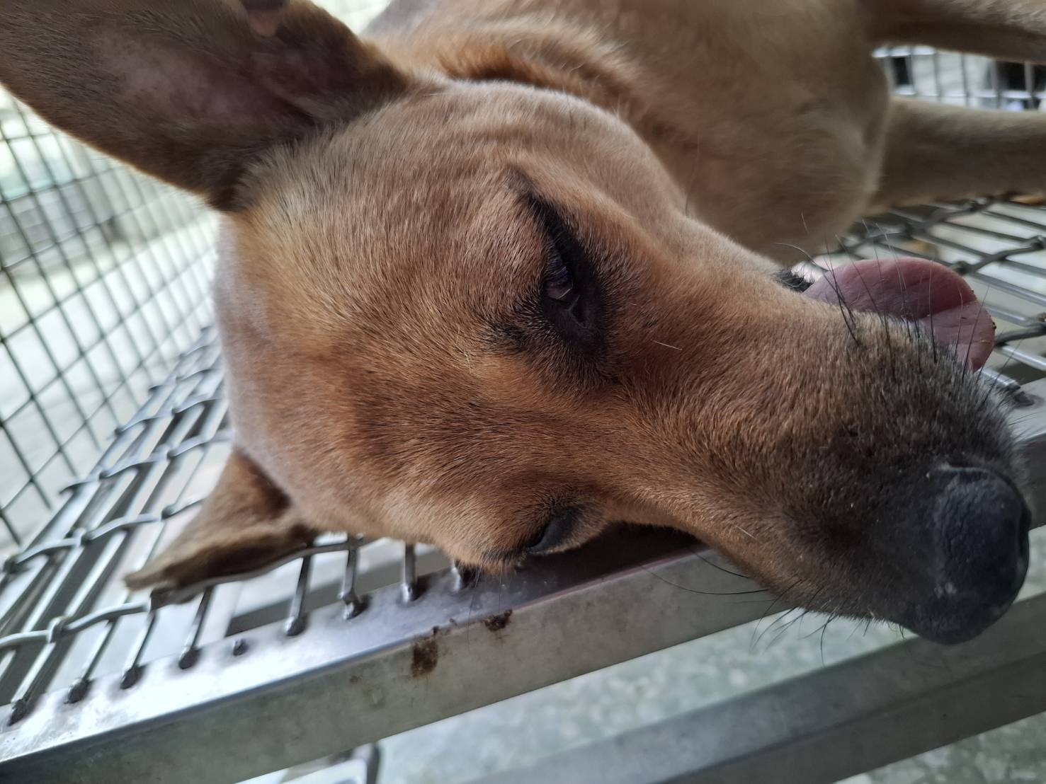 Perra mestiza hembra adulta (canela), Mediano, refugio n.º …6-01