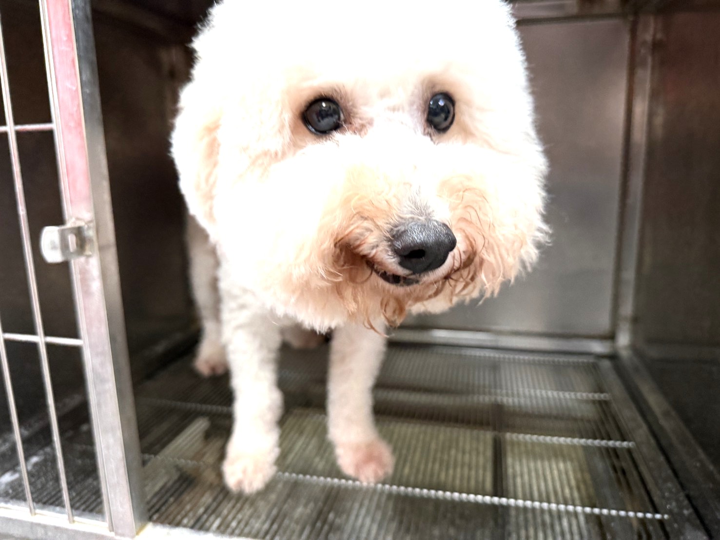 White adult male Bichon Frisé, Large, shelter no. …2Q13