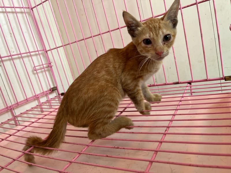 ミックス猫(メス・若い・茶とトラ)、小型, 施設番号 …6001